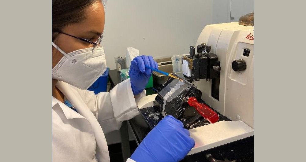 News Lab Researcher at microscope