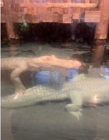 albino aligator