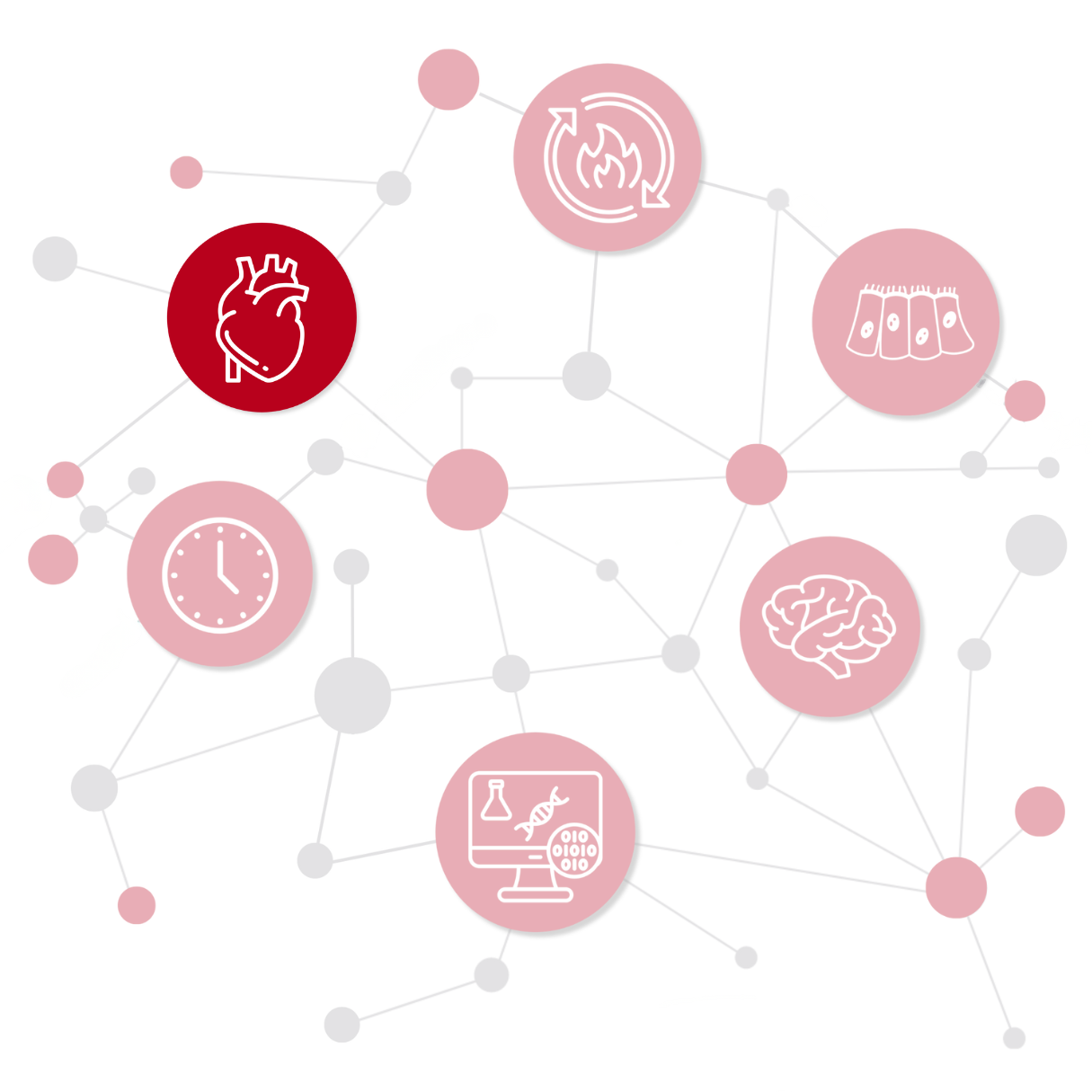 schematic heart as Cardiovascular Biology logo