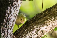 bird on a branch in Burnet Woods