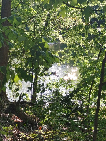 view of the lake at burnet woods through forest trees