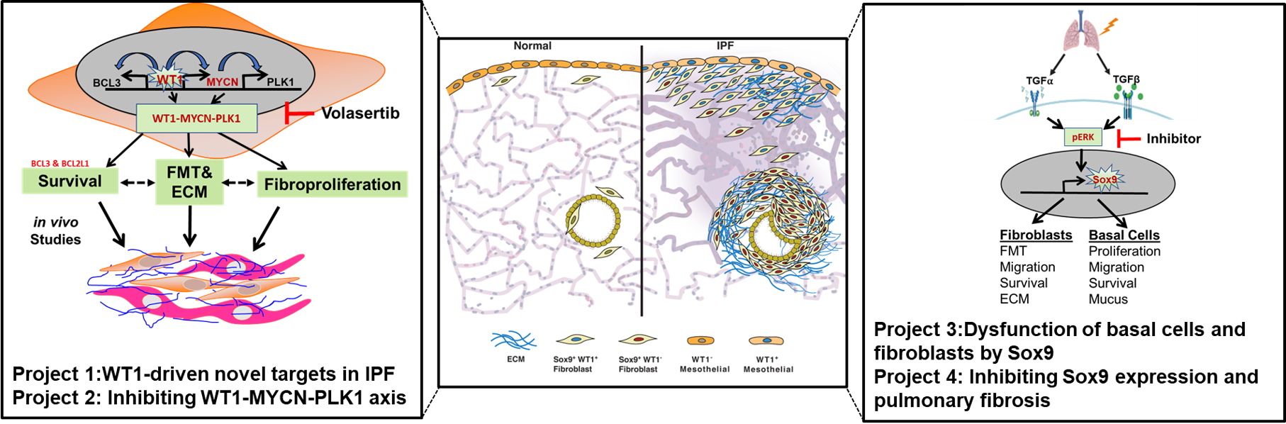 Pulmonary Fibrosis Research Program Image depiction of Pulmonary Fibrosis