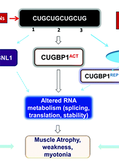 GSK3β-CUBP1 Pathway